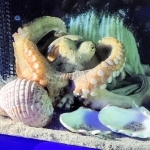 水槽のガラス面に産み付けた房状の白い卵を守るマダコ＝姫路市立水族館