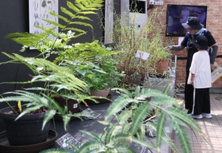 牧野富太郎ゆかりの植物が並ぶ会場＝手柄山温室植物園