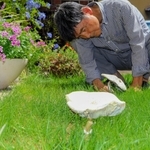 浅田さん宅で見つかった「オオシロカラカサタケ」＝姫路市東延末１