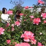見頃を迎えた色とりどりの秋バラ＝姫路市豊富町豊富