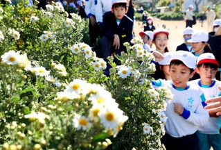 白くかれんな花を咲かせるノジギク＝姫路市大塩町、大塩のじぎくの里公園