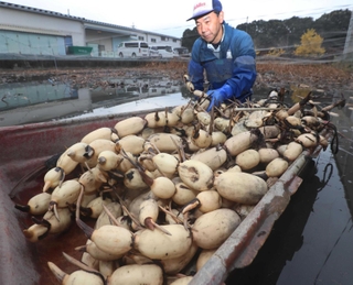 丸々と大きく成長した「姫路れんこん」＝姫路市大津区勘兵衛町（撮影・辰巳直之）