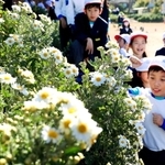 白くかれんな花を咲かせるノジギク＝姫路市大塩町、大塩のじぎくの里公園
