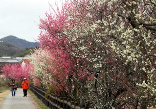 恒屋川沿いを紅白に染める梅＝姫路市香寺町土師