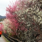 恒屋川沿いを紅白に染める梅＝姫路市香寺町土師