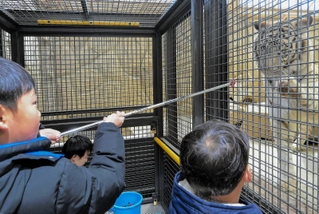 おりの中からホワイトタイガーに餌やりをする参加者＝姫路市豊富町神谷