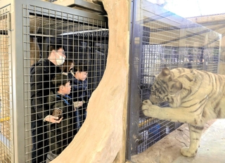 開業４０年を記念し新しく始まったホワイトタイガーの餌やりプログラム＝姫路市豊富町神谷