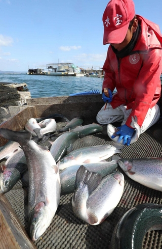 生け締めされ、出荷される「白鷺サーモン」＝姫路市家島町、西島沖