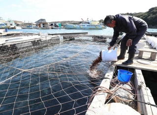 海上いけすで養殖される「白鷺サーモン」に餌を与える荒木良太さん＝姫路市家島町、西島沖