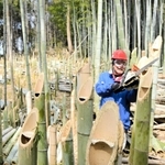 切り口が笑顔に見えるように竹を伐採し、森林整備を進める岩佐修さん＝姫路市北平野