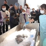 シンコを買い求める客でにぎわった「姫路まえどれ市場」＝姫路市白浜町
