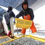 次々と水揚げされるイカナゴのシンコ＝姫路市白浜町の妻鹿漁港