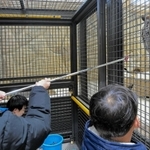 おりの中からホワイトタイガーに餌やりをする参加者＝姫路市豊富町神谷