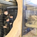 開業４０年を記念し新しく始まったホワイトタイガーの餌やりプログラム＝姫路市豊富町神谷