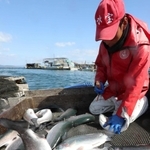 生け締めされ、出荷される「白鷺サーモン」＝姫路市家島町、西島沖