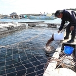 海上いけすで養殖される「白鷺サーモン」に餌を与える荒木良太さん＝姫路市家島町、西島沖