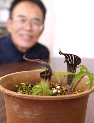 約６年かけて開花したセッピコテンナンショウ。花を包む「仏炎苞」が特徴的＝姫路市立手柄山温室植物園