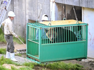 姫センに新顔ヒグマ 北海道から4頭 長旅1700キロ、疲れ見せず餌