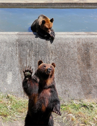 手を上げてえさを求めたり、水浴びをしたりするヒグマたち＝姫路セントラルパーク