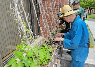 全国にルーツを持つアサガオの苗を植える参加者＝姫路市本町、姫路市立美術館