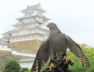 ７日に死んだオオタカの陽姫（姫路市立動物園提供）