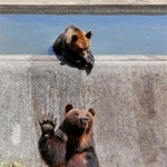 手を上げてえさを求めたり、水浴びをしたりするヒグマたち＝姫路セントラルパーク