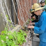 全国にルーツを持つアサガオの苗を植える参加者＝姫路市本町、姫路市立美術館