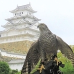 ７日に死んだオオタカの陽姫（姫路市立動物園提供）