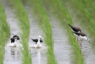 水浴びをするセイタカシギの父親（左から２番目）と幼鳥たち（６月３０日、三木敏史さん撮影）＝姫路市網干区