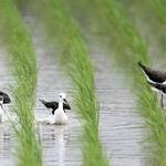 水浴びをするセイタカシギの父親（左から２番目）と幼鳥たち（６月３０日、三木敏史さん撮影）＝姫路市網干区