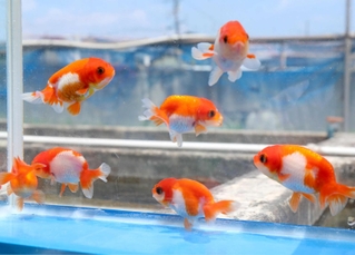 水槽の中を優雅に泳ぐ金魚＝姫路市余部区上余部、上田観魚園