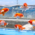 水槽の中を優雅に泳ぐ金魚＝姫路市余部区上余部、上田観魚園