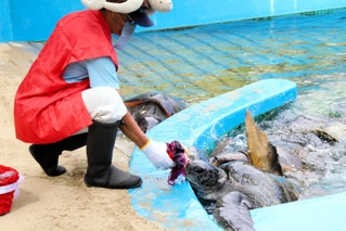 ボランティア職員から、お祝いの餌をもらうアオウミガメ＝姫路市立水族館