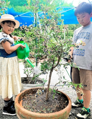 小学校入学時にもらったブルーベリーの苗木を大切に育てる雨盛咲月さん（左）と兄の謙心さん＝姫路市林田町上伊勢