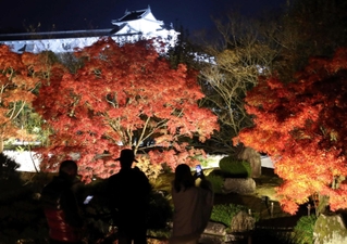 ライトアップされ、庭園を彩る紅葉＝２０２３年１１月、好古園