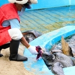 ボランティア職員から、お祝いの餌をもらうアオウミガメ＝姫路市立水族館