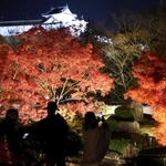 ライトアップされ、庭園を彩る紅葉＝２０２３年１１月、好古園
