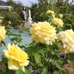 色鮮やかな花を咲かせた秋バラ＝姫路ばら園