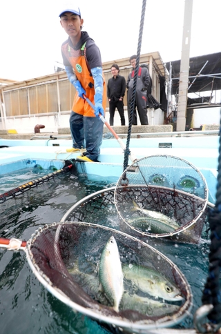 次々と水揚げされる「ぼうぜ鯖」＝姫路市白浜町