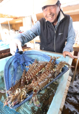 出荷を待つ養殖クルマエビ＝姫路市的形町的形
