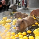 気持ち良さそうに温泉に入るカピバラ＝姫路セントラルパーク