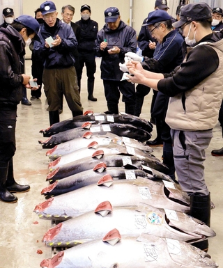 次々と競り落とされるマグロ＝姫路市中央卸売市場