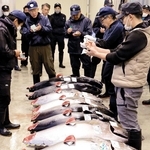 次々と競り落とされるマグロ＝姫路市中央卸売市場