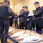 次々と競り落とされていくマグロ＝姫路市中央卸売市場