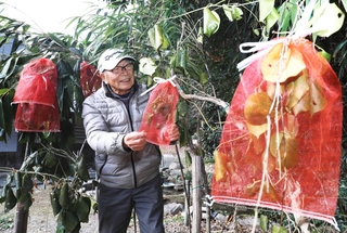 アサギマダラの幼虫を観察しやすいよう、キジョランの葉に袋をかけた黒田俊介さん＝姫路市夢前町新庄、佐野邸