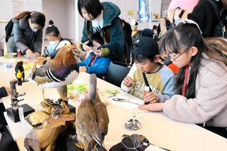 鳥や昆虫の標本を見ながらちぎり絵を楽しむ子どもたち＝県立歴史博物館