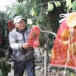 アサギマダラの幼虫を観察しやすいよう、キジョランの葉に袋をかけた黒田俊介さん＝姫路市夢前町新庄、佐野邸