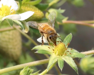 花から花へ飛び回る西洋ミツバチ＝姫路ハートフル観光農園