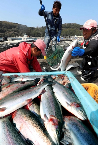 生け締めされ、出荷される白鷺サーモン＝姫路市家島町、西島沖