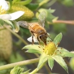 花から花へ飛び回る西洋ミツバチ＝姫路ハートフル観光農園
